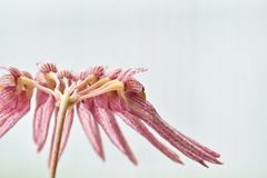 Bulbophyllum melanoglossum