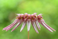 Bulbophyllum melanoglossum