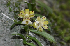 Gastrochilus formosanus