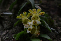 Gastrochilus formosanus
