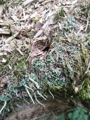 Cladonia coniocraea