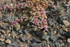Aizoon sarcophyllum