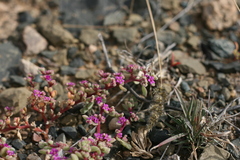Aizoon sarcophyllum
