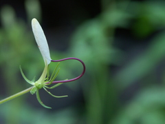 Tarenaya longicarpa