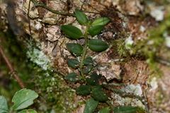 Gastrochilus formosanus