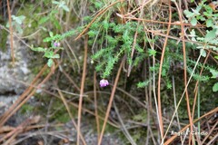 Cistus lasianthus alyssoides