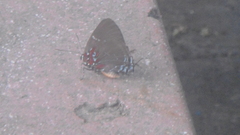 Atlides inachus