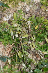 Gastrochilus formosanus