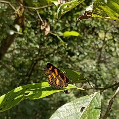 Symbrenthia niphanda