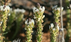 Hebenstretia robusta