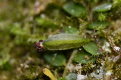 Gastrochilus formosanus