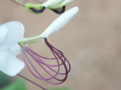 Tarenaya longicarpa