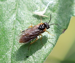 Monostegia