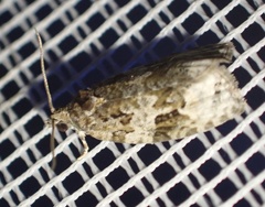 Apotomis lineana