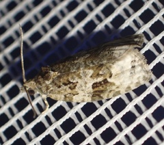 Apotomis lineana