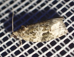 Apotomis lineana