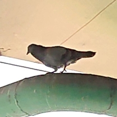 Columba livia domestica