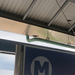 Columba livia domestica