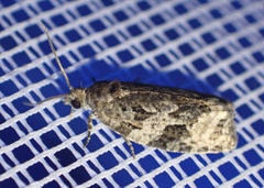 Apotomis lineana