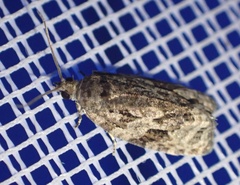 Apotomis lineana