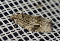 Apotomis lineana