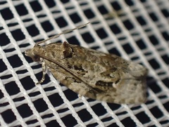 Apotomis lineana
