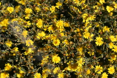Oedera humilis