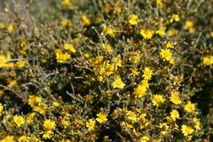Oedera humilis