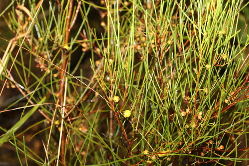 Image of Acacia juncifolia by (c) Greg Tasney, some rights reserved (CC BY-SA)