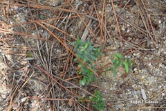 Glandora diffusa