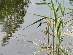 Calopteryx splendens