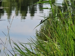 Calopteryx splendens