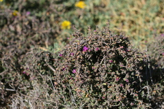 Drosanthemum subspinosum