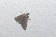 Herminia arenosa