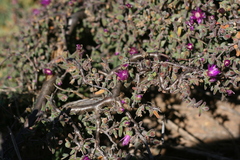 Drosanthemum subspinosum