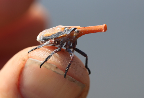 Zanna tenebrosa