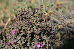 Drosanthemum subspinosum