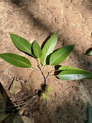 Quercus acutissima