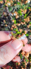 Erica subdivaricata