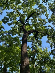 Quercus acutissima