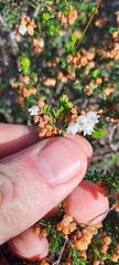 Erica subdivaricata