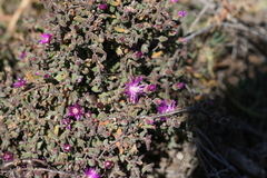 Drosanthemum subspinosum