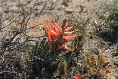 Aloe longistyla