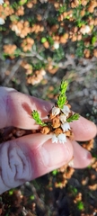 Erica subdivaricata