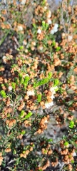 Erica subdivaricata