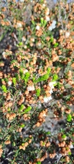 Erica subdivaricata
