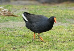 Gallinula tenebrosa tenebrosa