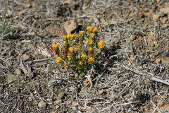 Manulea chrysantha