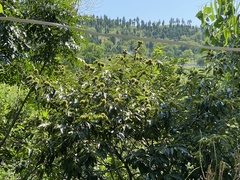 Castanea mollissima