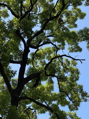 Quercus acutissima